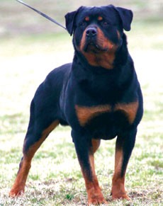 Photo chiens