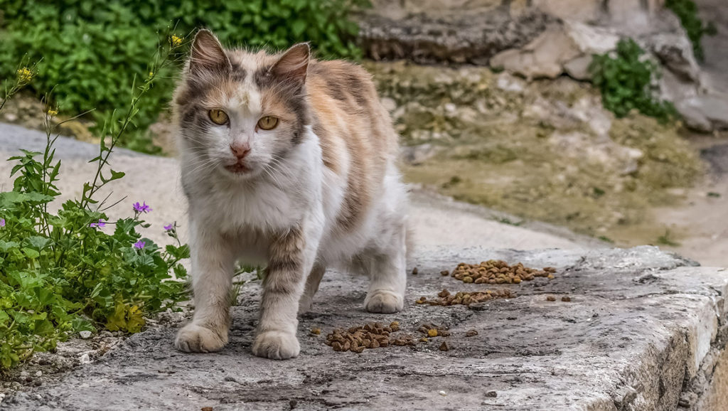 Animaux Entraigues Animaux Entraigues